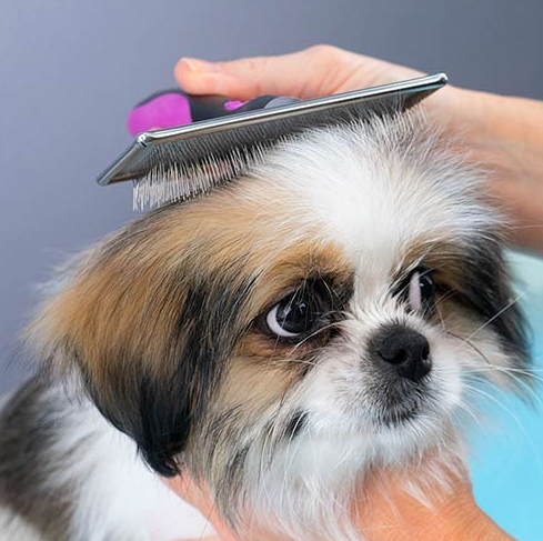 Carda para perros y gatos - Peluquería canina y felina Spaperros Roda de Berà