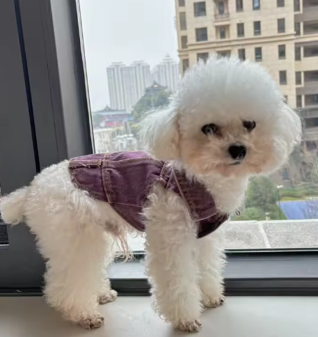 Ropa Denim para perros - Peluquería canina y felina Spaperros Roda de Berà