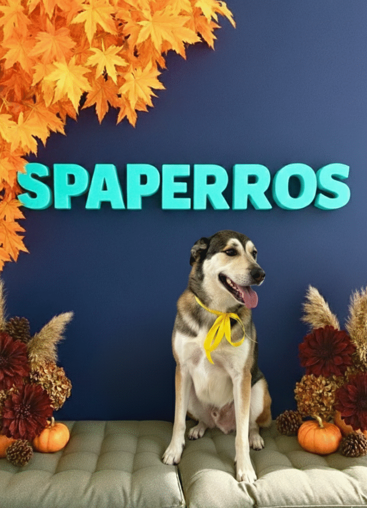 Lobo, pura energía y alegría en cada movimiento. Después de su sesión en Spaperros, está listo para seguir conquistando corazones con su vitalidad