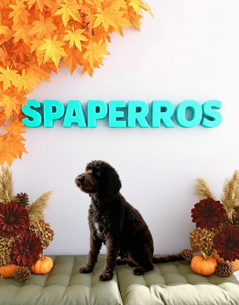 Merlí, pura energía envuelta en rizos y cariño. Después de su sesión en Spaperros, sigue tan movido como siempre… ¡pero aún más guapo!