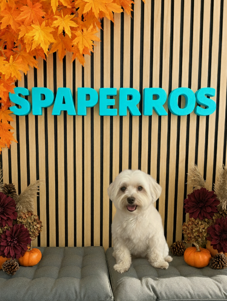 Sira, la bichón maltés más tierna y presumida del otoño. Lista para repartir amor y estilo por toda Roda de Berà