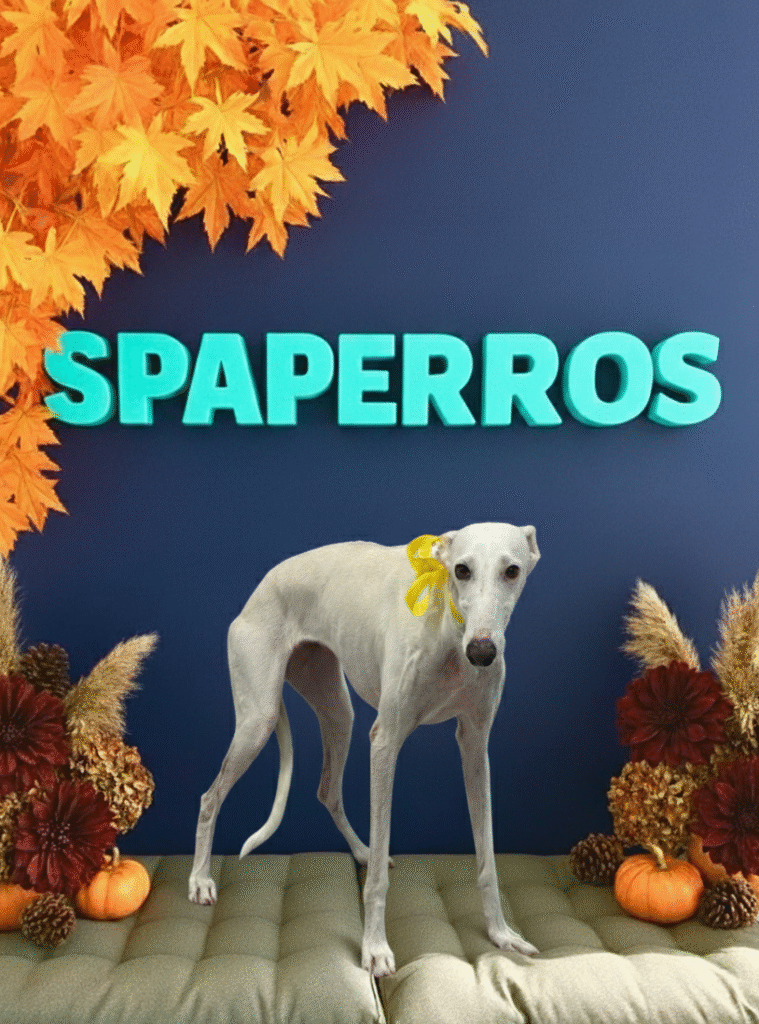 Wendy, una galguita tímida pero con un corazón enorme. Con paciencia y muchos mimos en Spaperros, ha dejado brillar toda su nobleza.